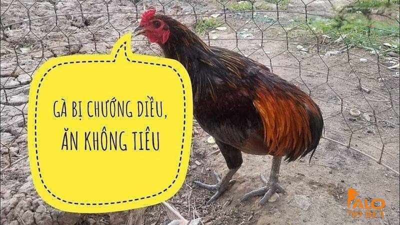 Tình trạng vật nuôi bị chướng diều, ăn không tiêu