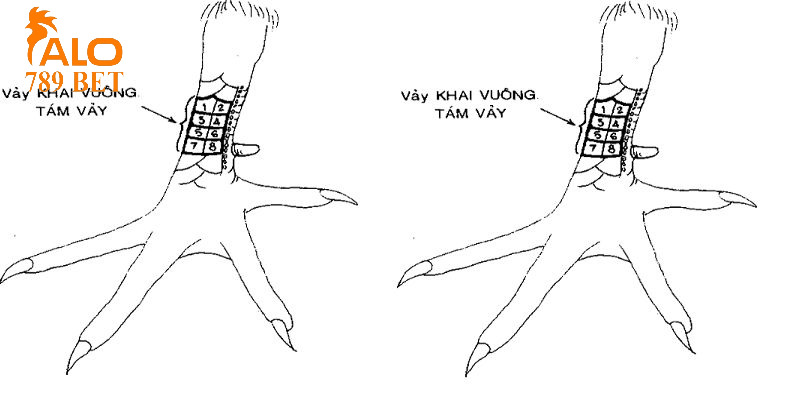 Chiến kê sở hữu vảy khai vuông tám vảy chỉ nuôi làm cảnh, thi đấu không được