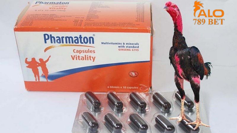 Bổ sung thuốc tây cho gà đá cựa sắt Pharmaton cho chiến kê