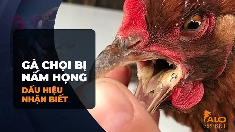 Triệu chứng của chiến kê mắc bệnh nấm họng