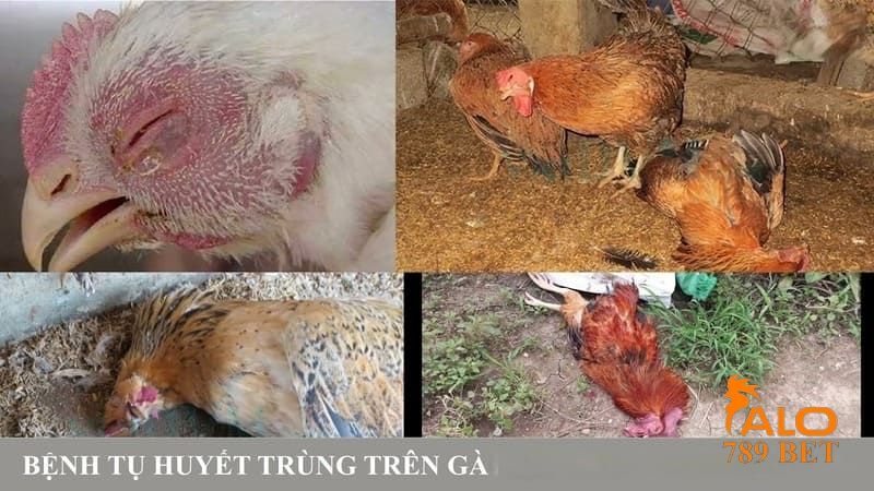 Pháp đồ đặc trị bệnh tụ huyết trùng hiệu quả