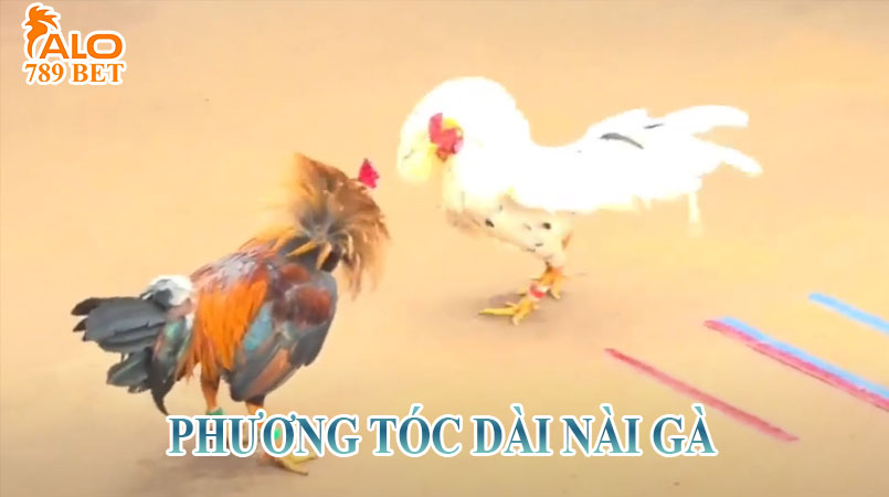 PHƯƠNG TÓC DÀI NÀI GÀ